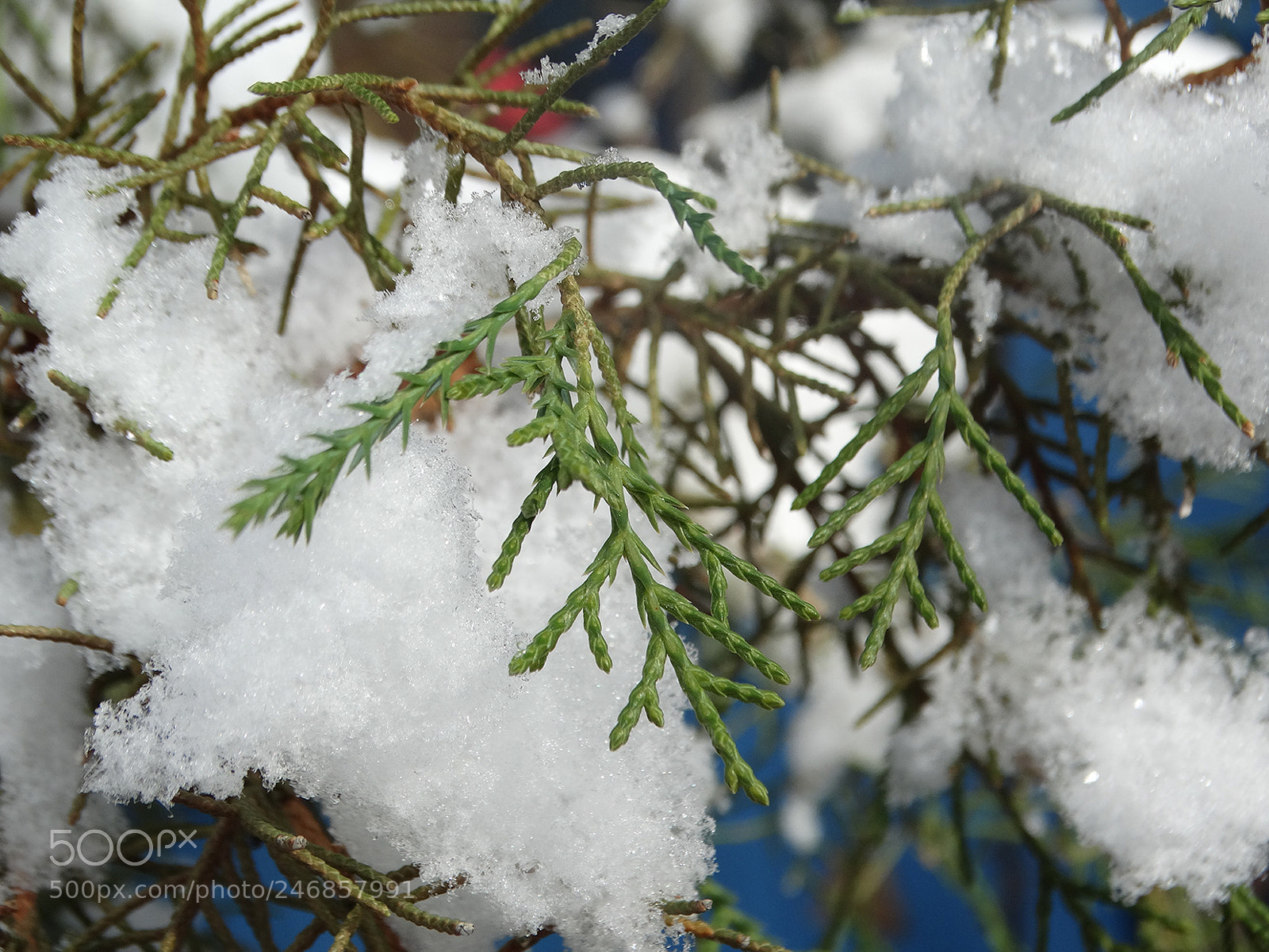 Sony Cyber-shot DSC-HX300 sample photo. Twist of fate photography