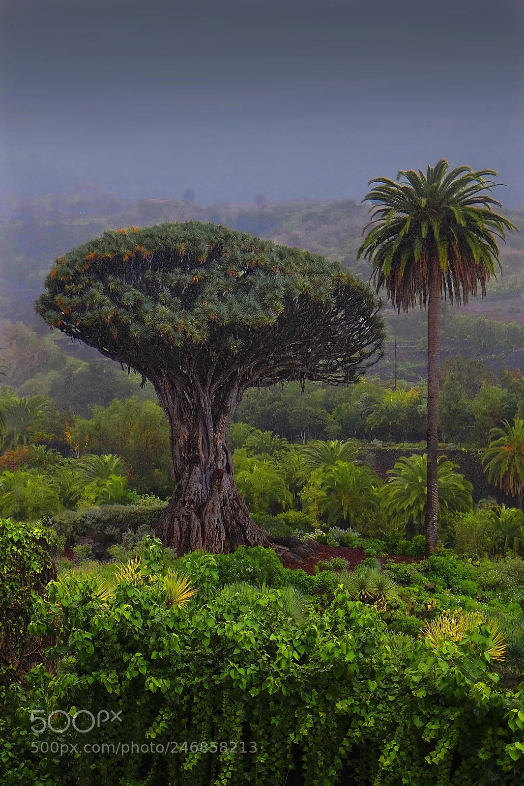 Fujifilm X-T20 sample photo. Teneriffa / the giant... photography