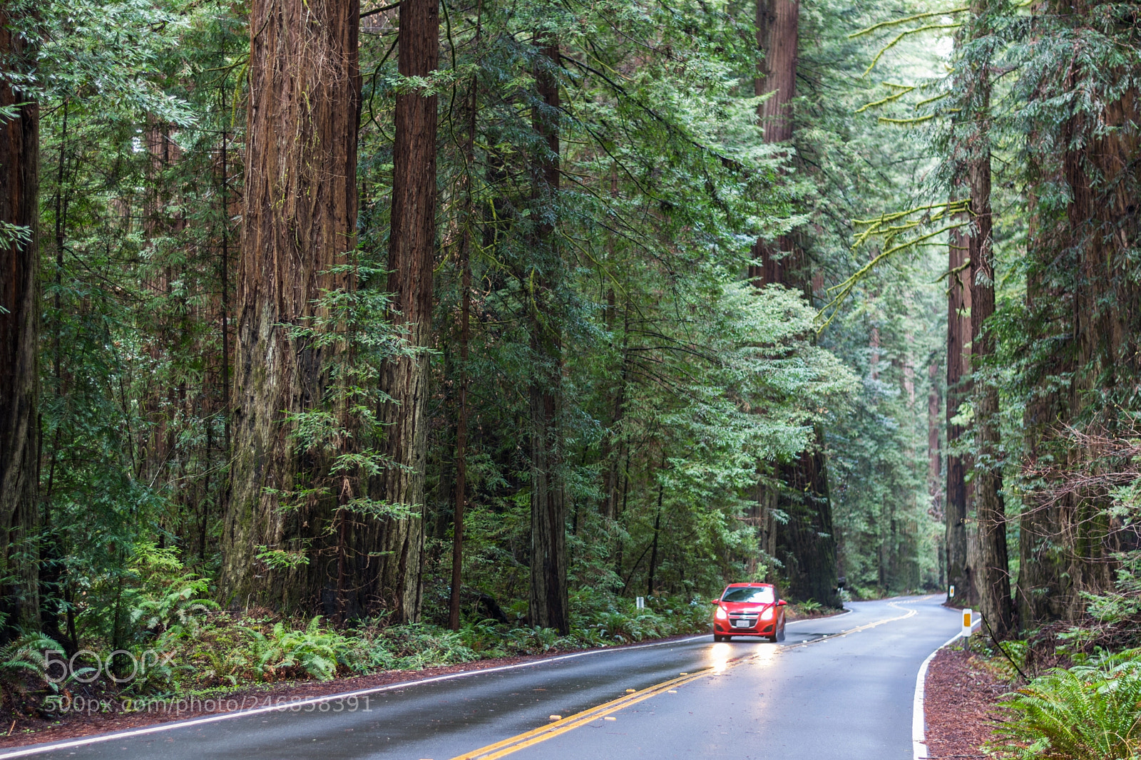 Nikon D7100 sample photo. Avenue of the giants photography