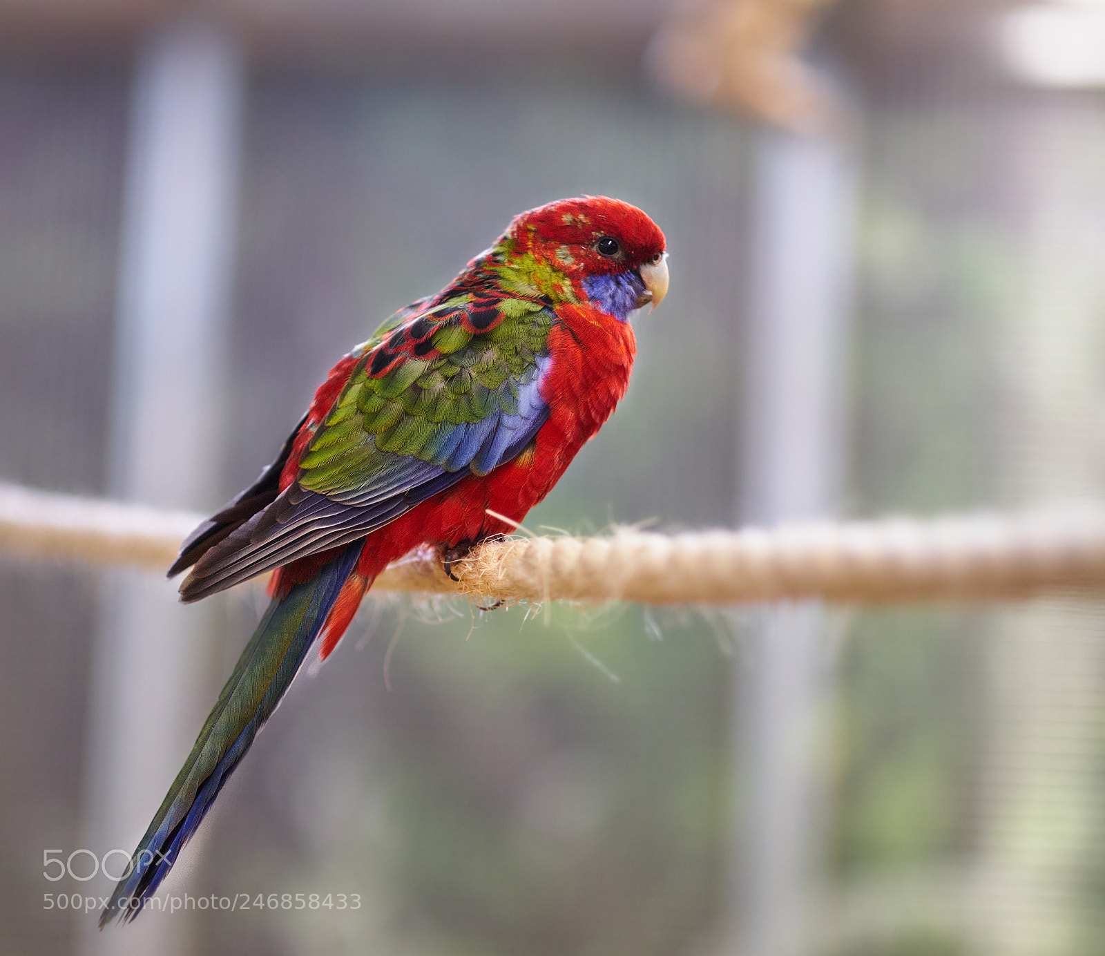 Fujifilm X-T20 sample photo. Colorful parrot photography