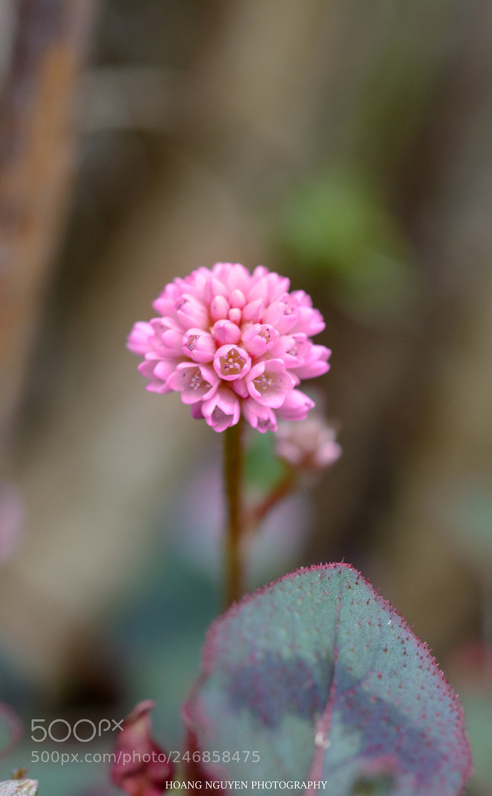 Nikon D7100 sample photo. Baby flower photography