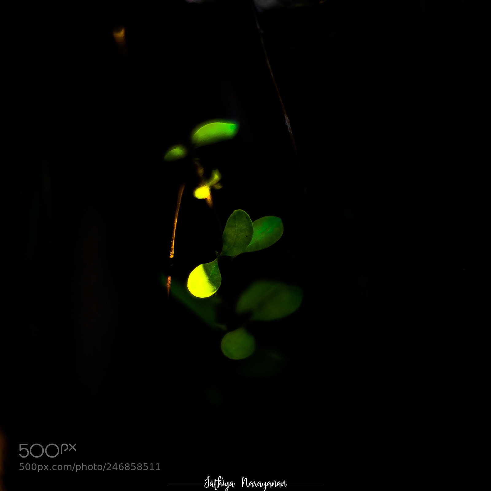 Nikon D810 sample photo. "simple" is the formal photography