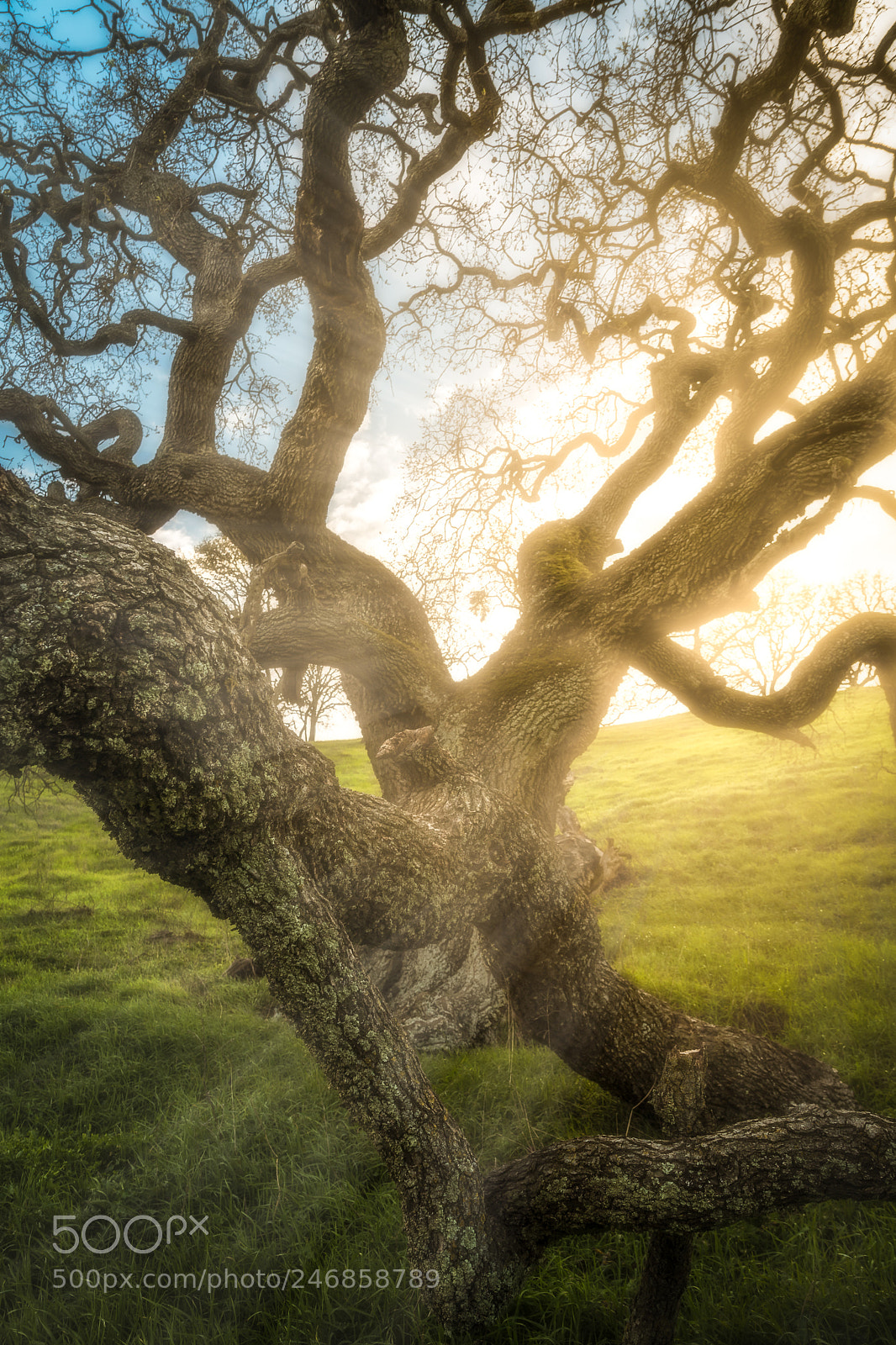 Nikon D7500 sample photo. Etherial oak photography