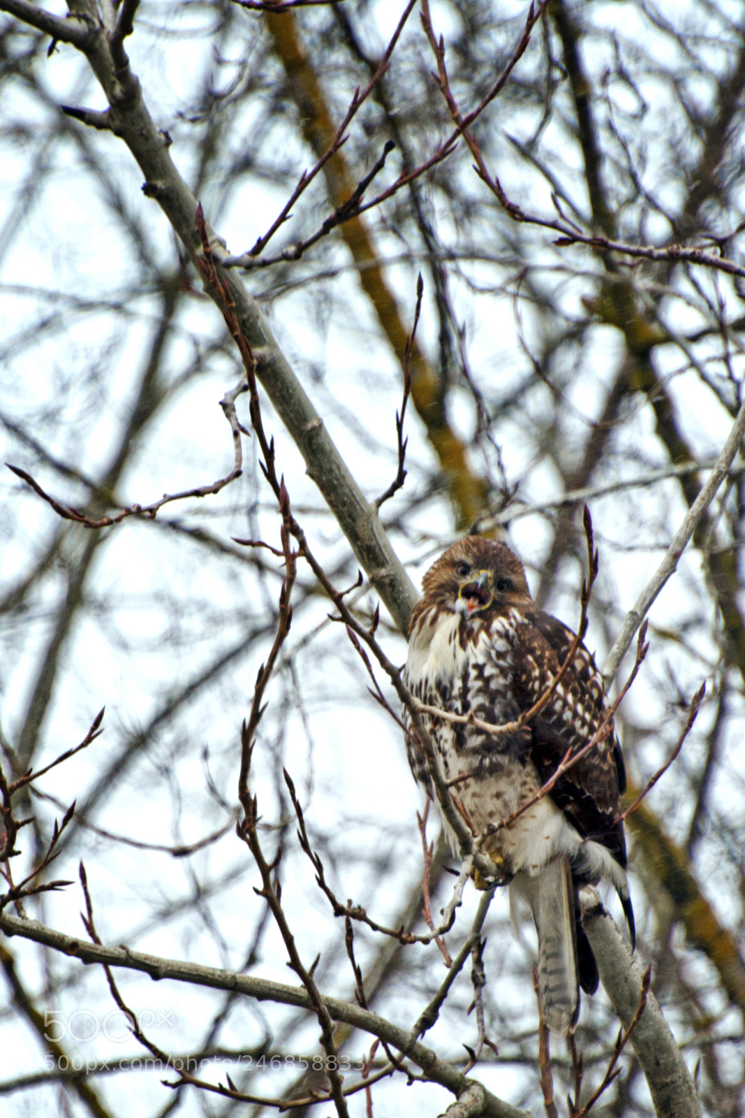 Nikon D7200 sample photo. Mr. moody hawk photography