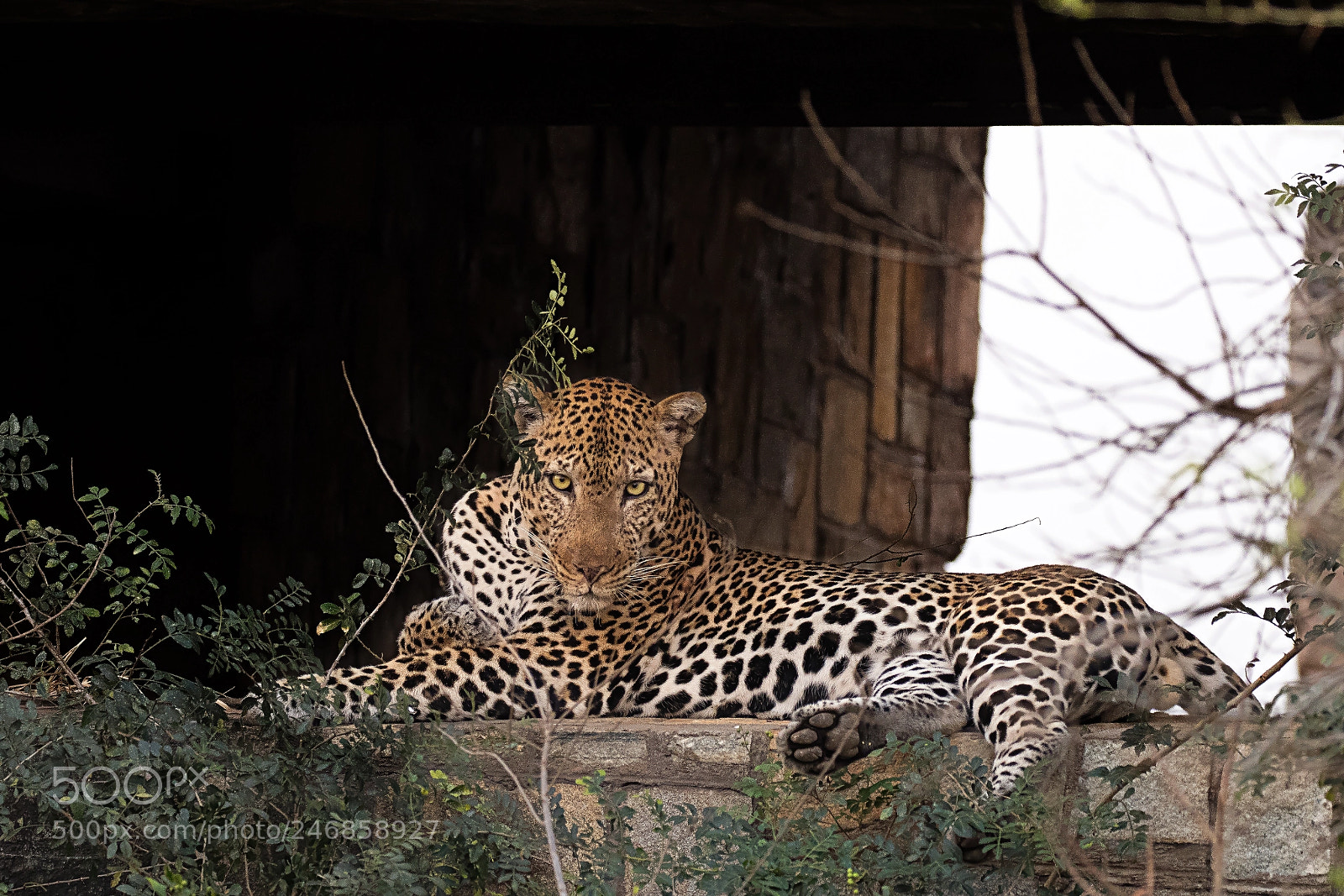 Canon EOS 80D sample photo. Leopard in murchison falls photography