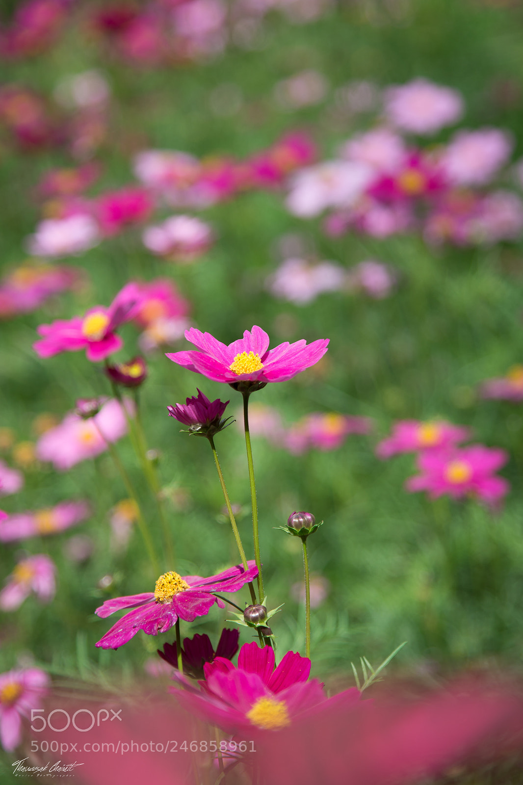 Nikon D7200 sample photo. Star flower photography
