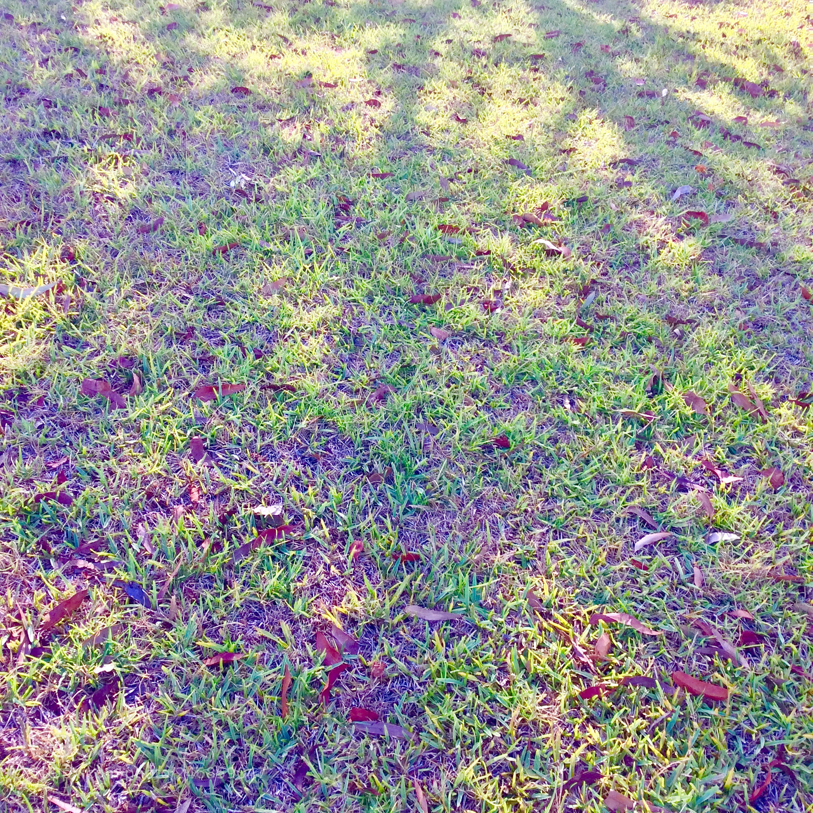 Apple iPad mini 2 sample photo. Untitled photography
