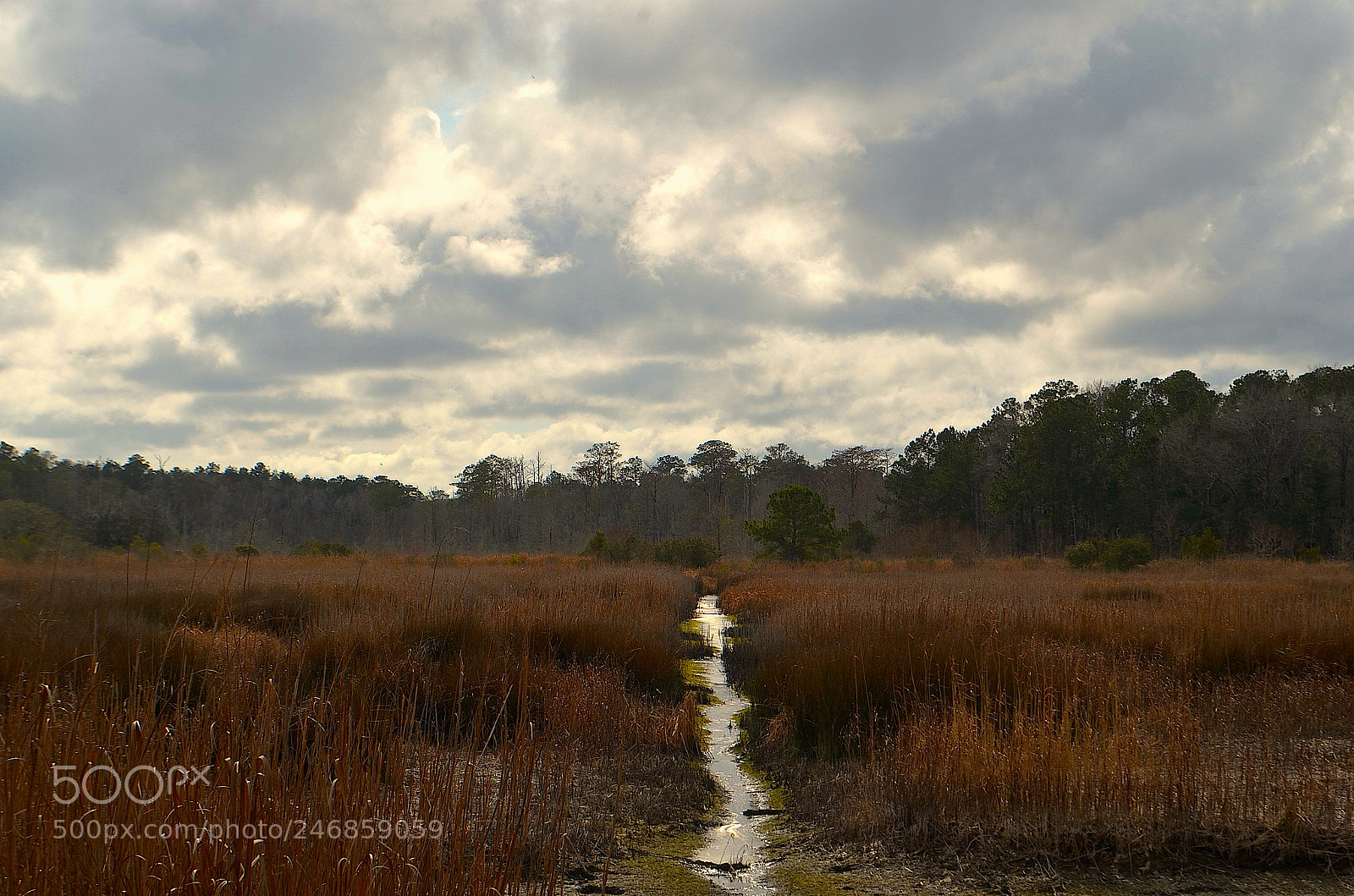 Nikon D5100 sample photo. Marsh, sky, wetlands and photography