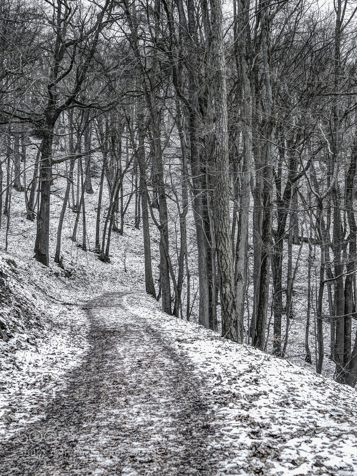 Olympus OM-D E-M1 Mark II sample photo. Forest photography