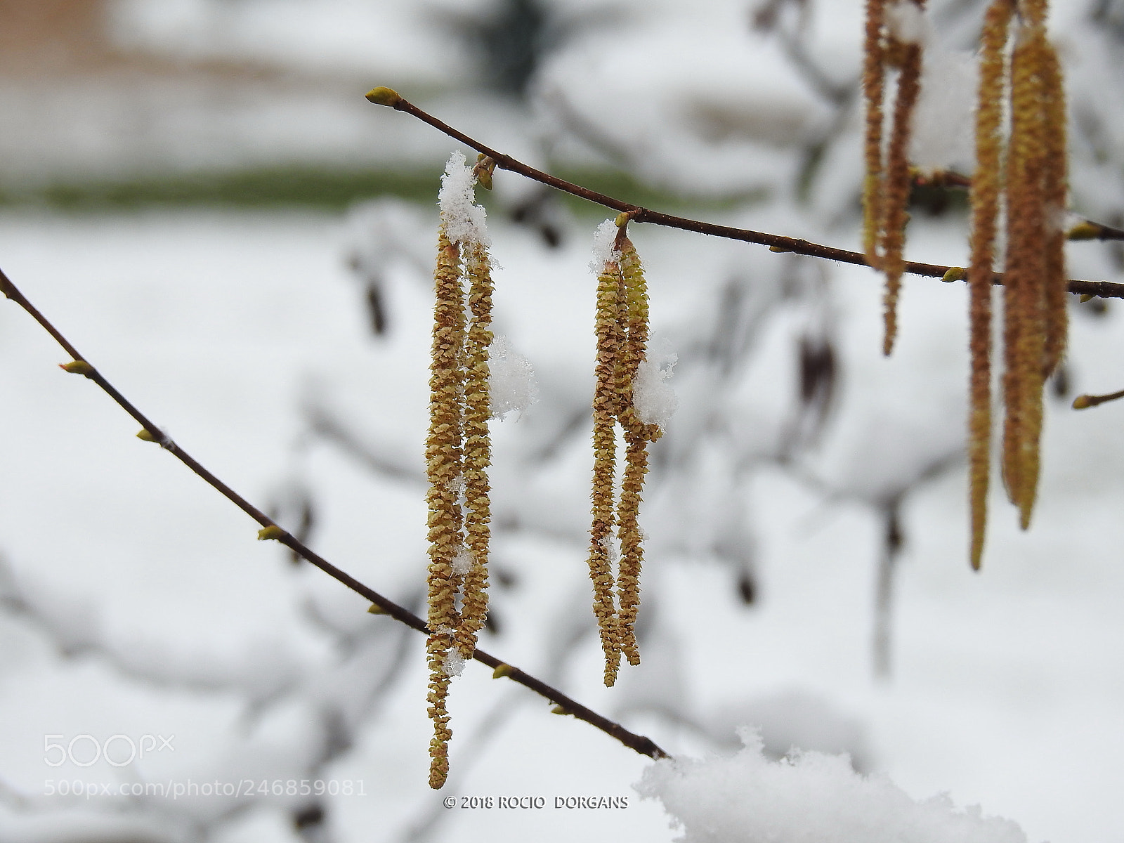 Nikon Coolpix P900 sample photo. Snow photography