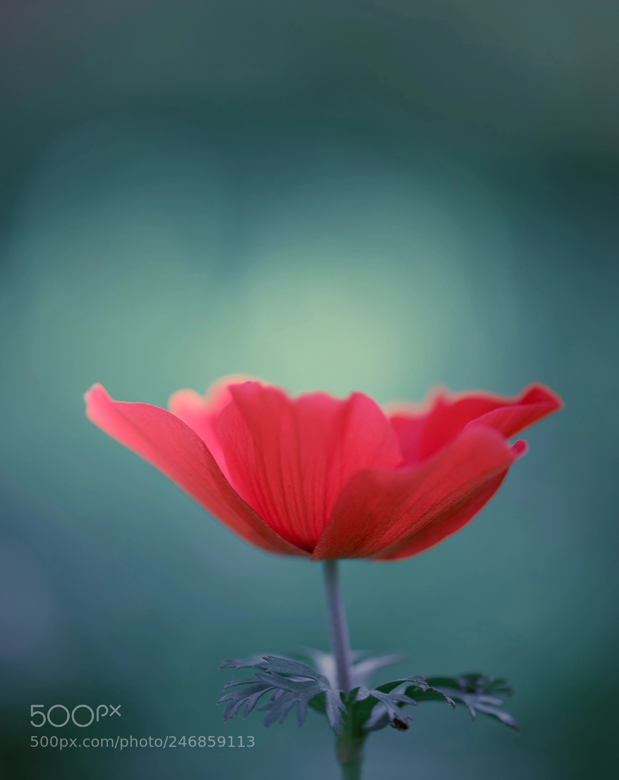 Nikon D810 sample photo. Blooming photography