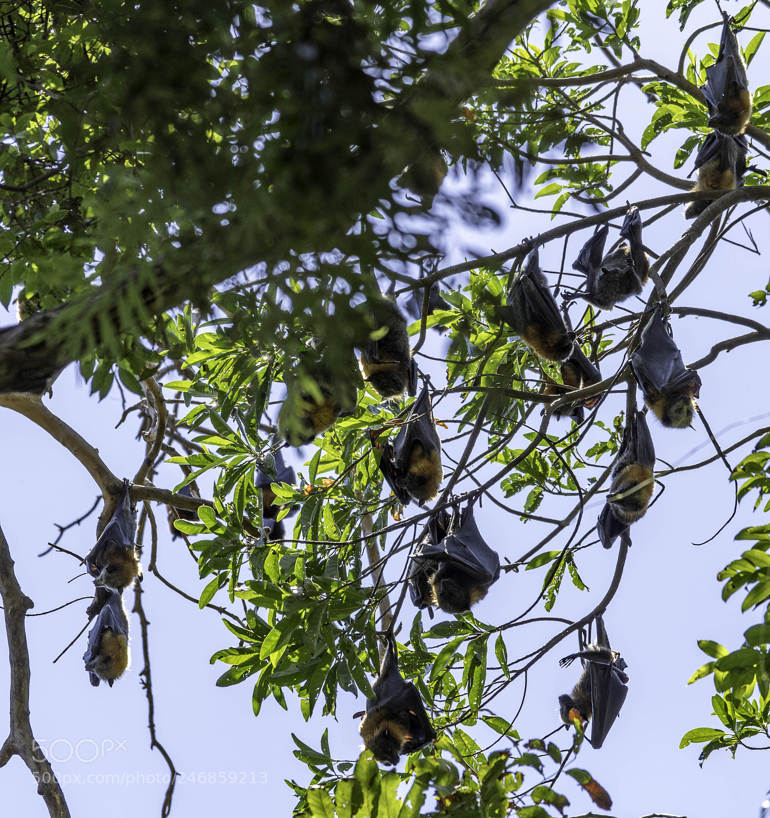 Pentax K-1 sample photo. Flying foxes photography