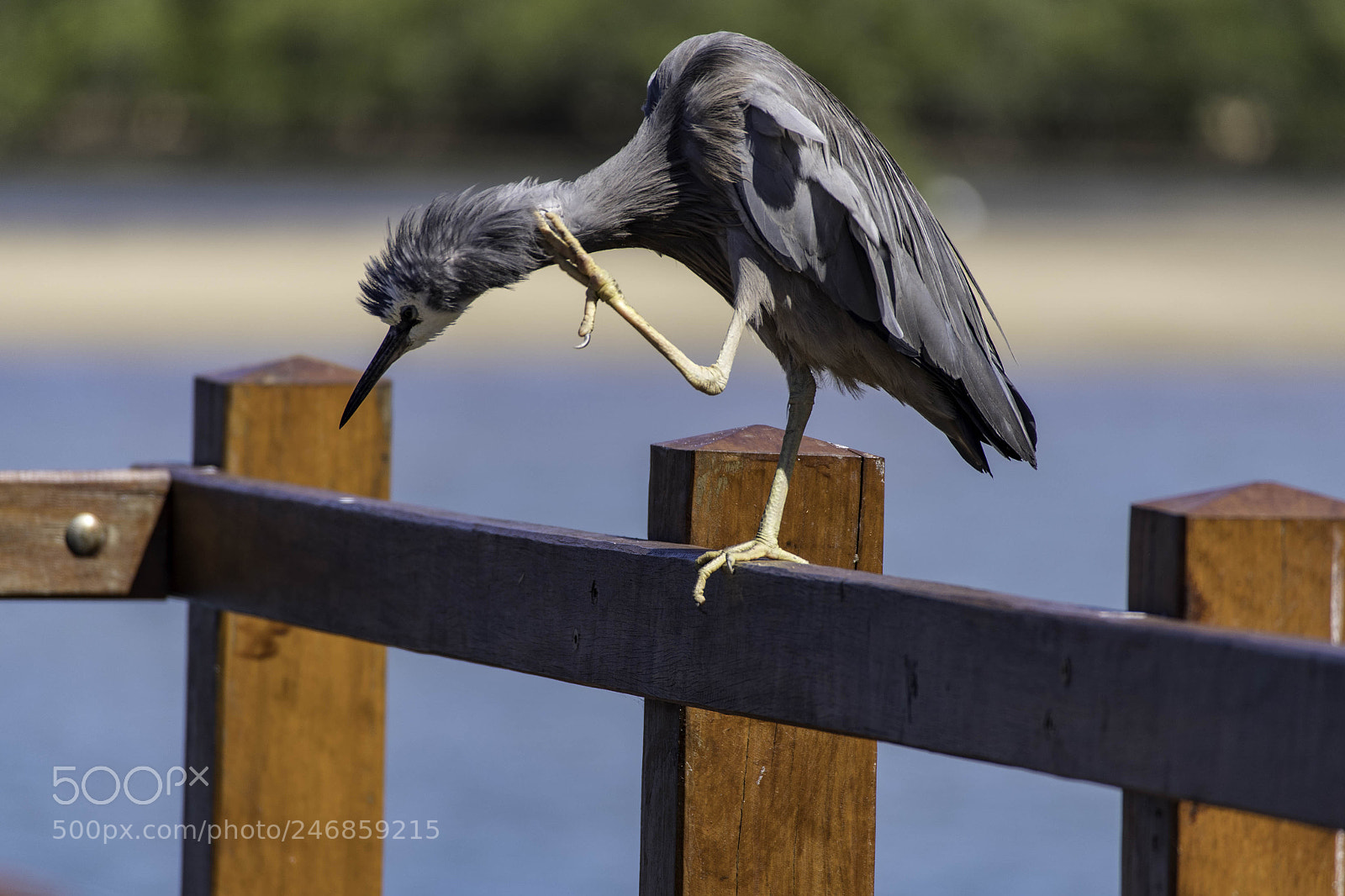 Pentax K-1 sample photo. White-faced heron photography