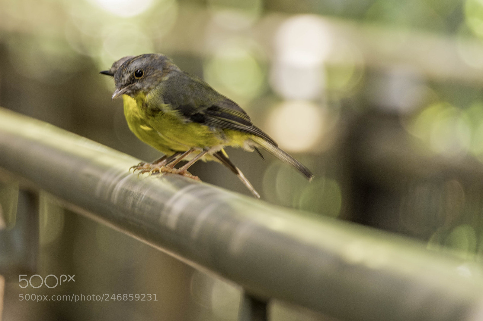 Pentax K-1 sample photo. Yellow robins photography