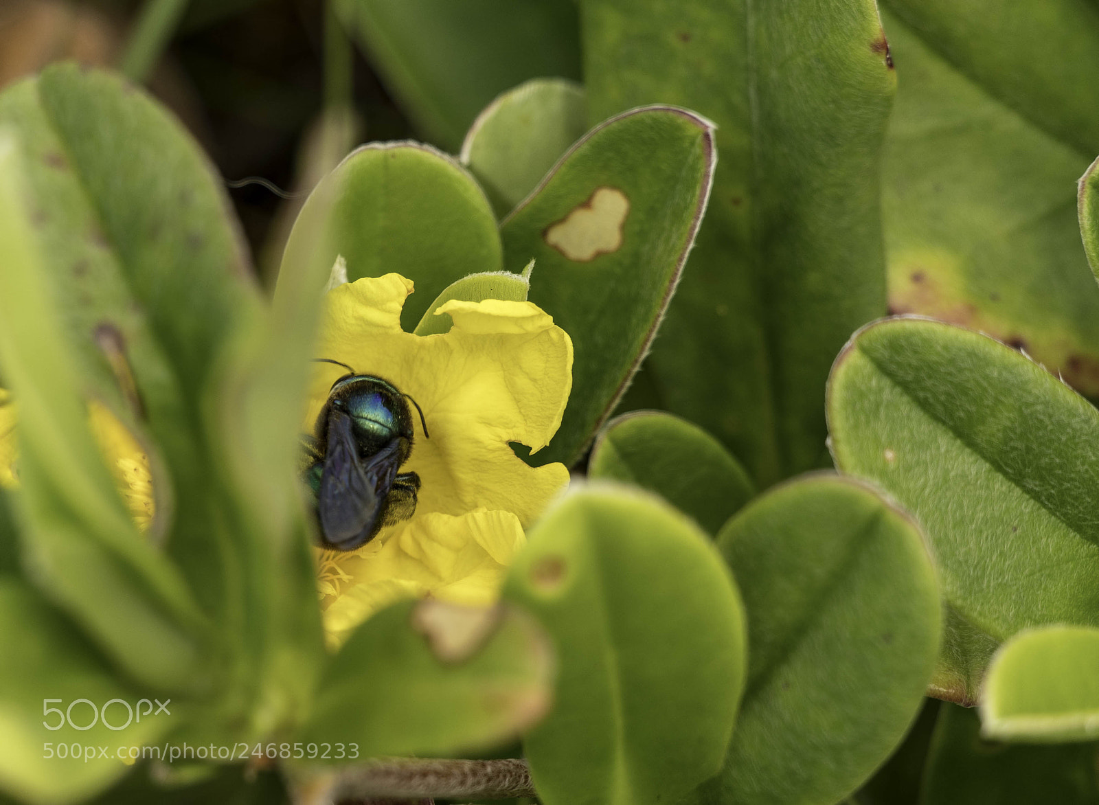 Pentax K-1 sample photo. Carpenter bee photography