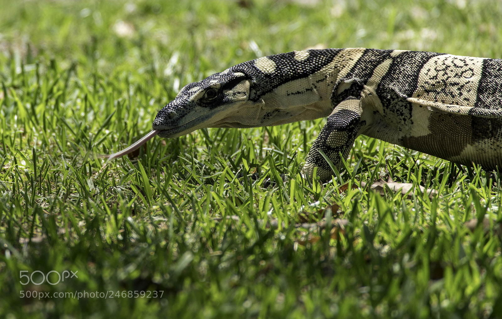 Pentax K-1 sample photo. Goanna photography