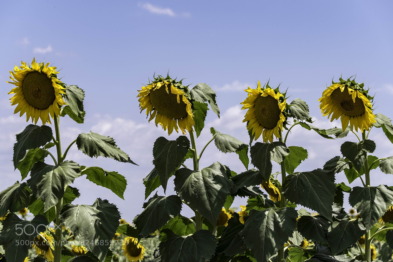Pentax K-1 sample photo. Sunflowers photography
