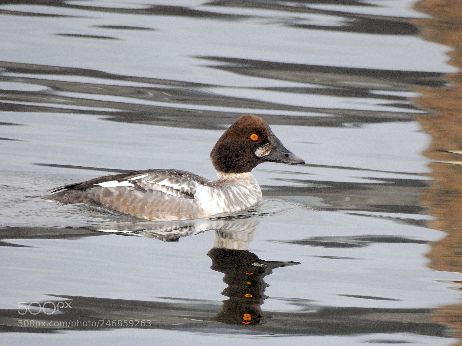 Nikon Coolpix P900 sample photo. Barrow's goldeneye photography