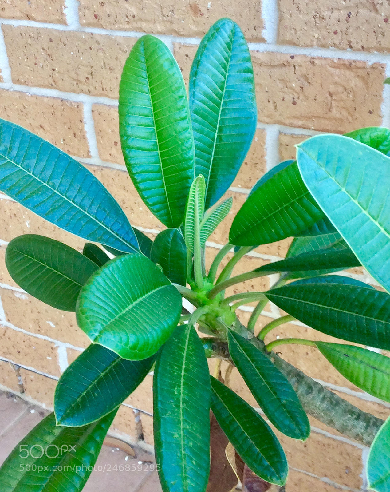 Apple iPad mini 2 sample photo. Untitled photography