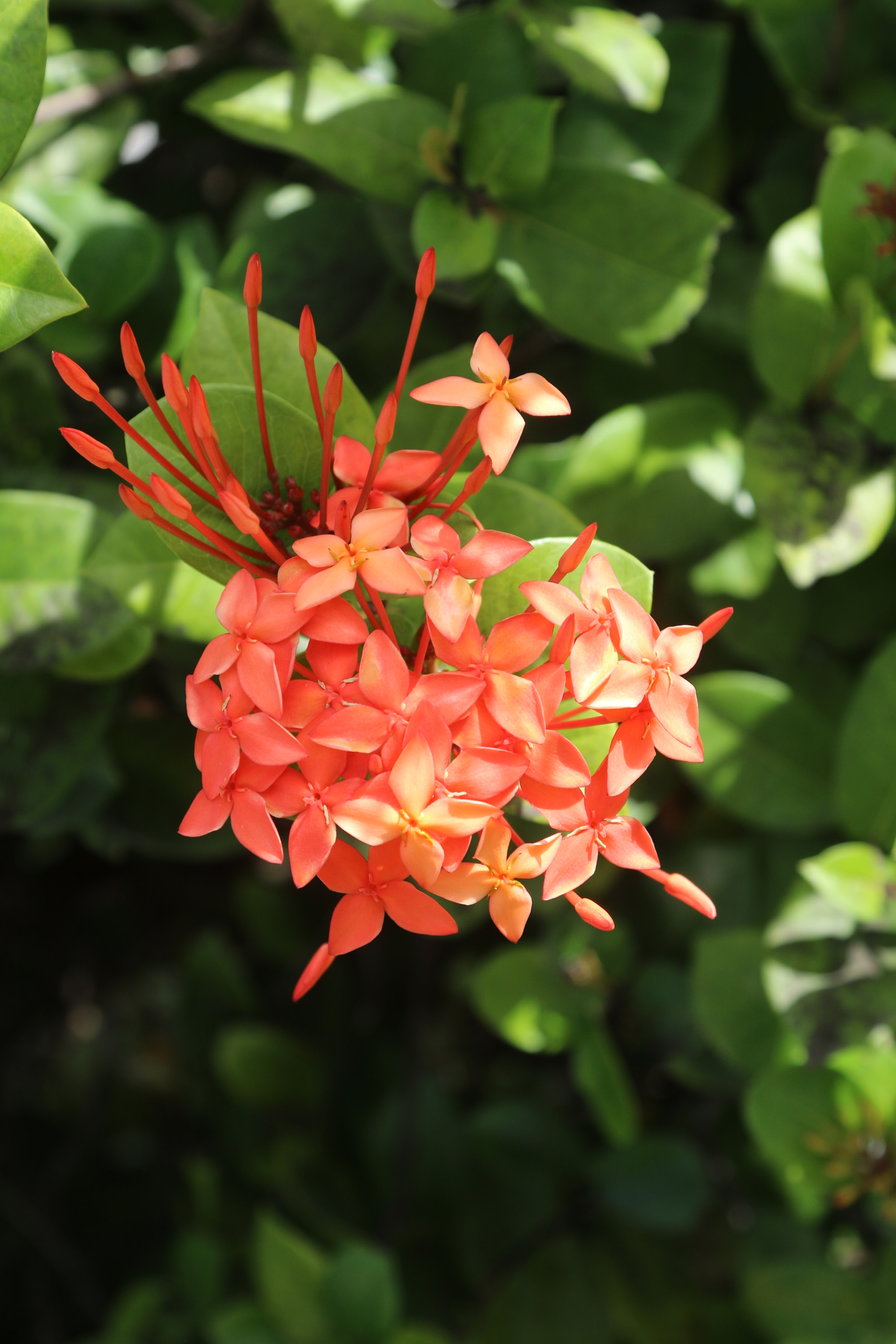 Canon EF 24-105mm F4L IS USM sample photo. Orange and green photography