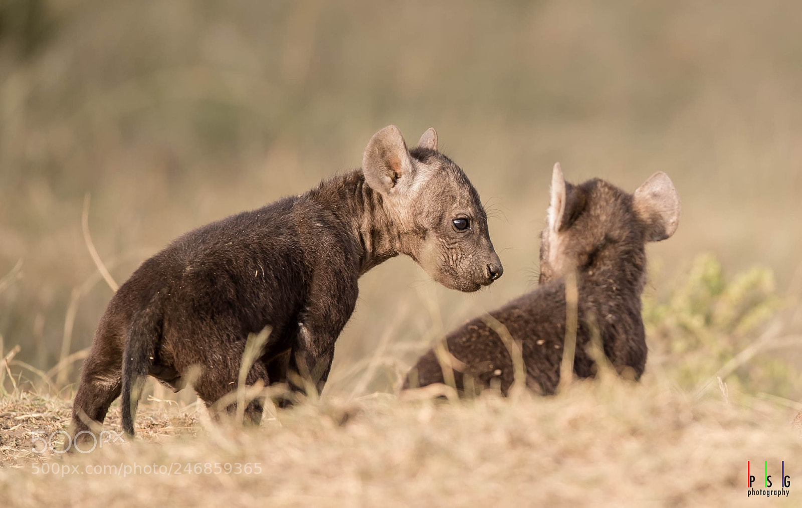 Nikon D5 sample photo. Hyena pups photography