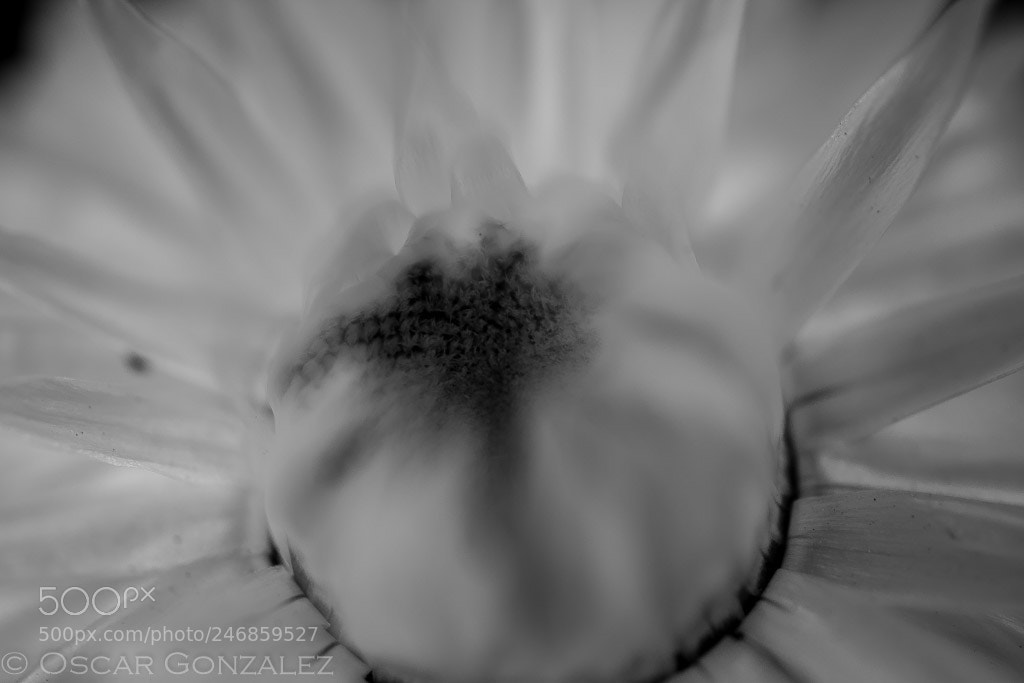 Nikon D3400 sample photo. Dentro... photography