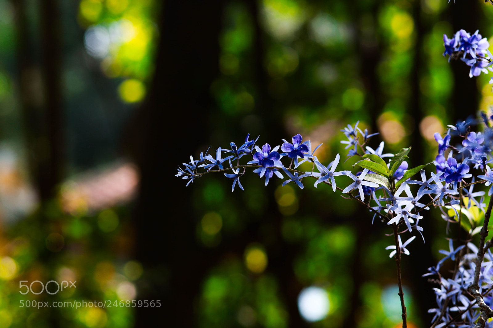 Canon EOS 6D Mark II sample photo. What's name of the photography
