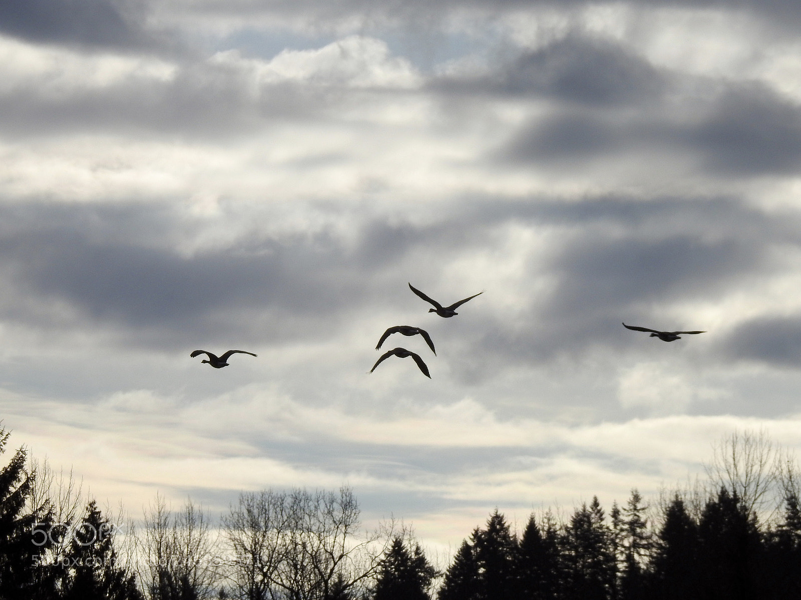 Nikon Coolpix P900 sample photo. Canada geese photography