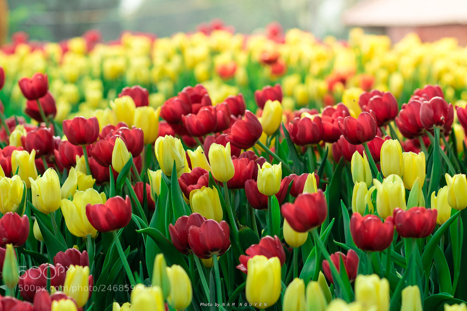Canon EOS 700D (EOS Rebel T5i / EOS Kiss X7i) sample photo. Tulipa photography