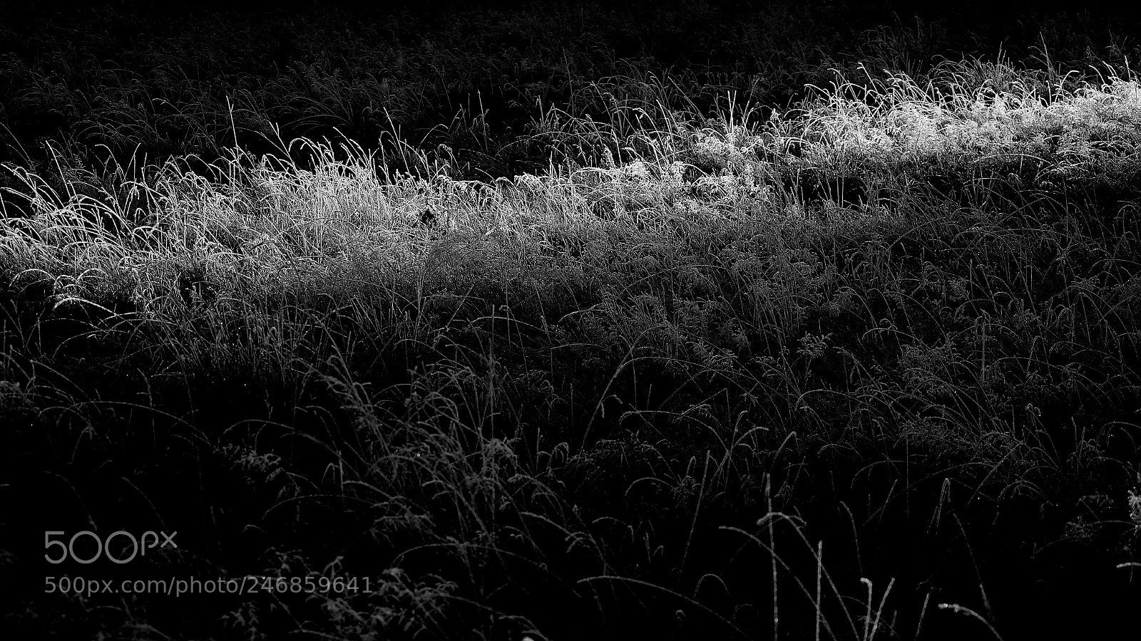 Nikon D5100 sample photo. White frost 2018 photography