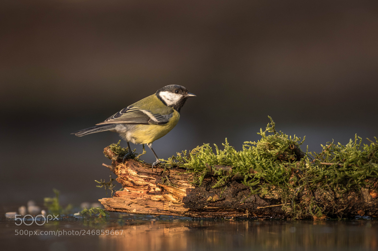 Canon EOS 7D Mark II sample photo. Great tit photography