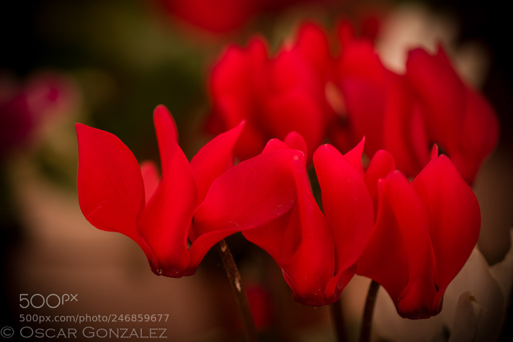 Nikon D3400 sample photo. Petalos... photography