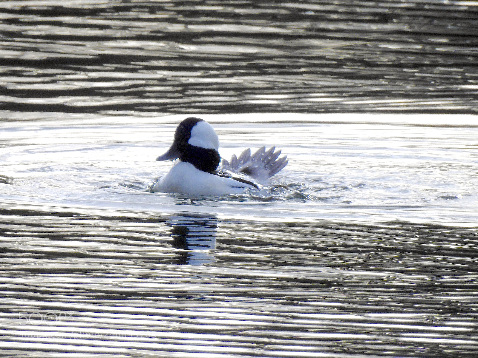 Nikon Coolpix P900 sample photo. Bufflehead photography