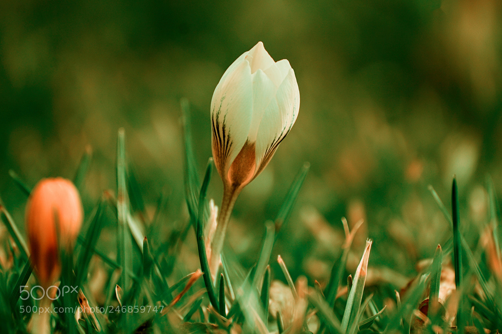 Sony SLT-A77 sample photo. Springtime photography