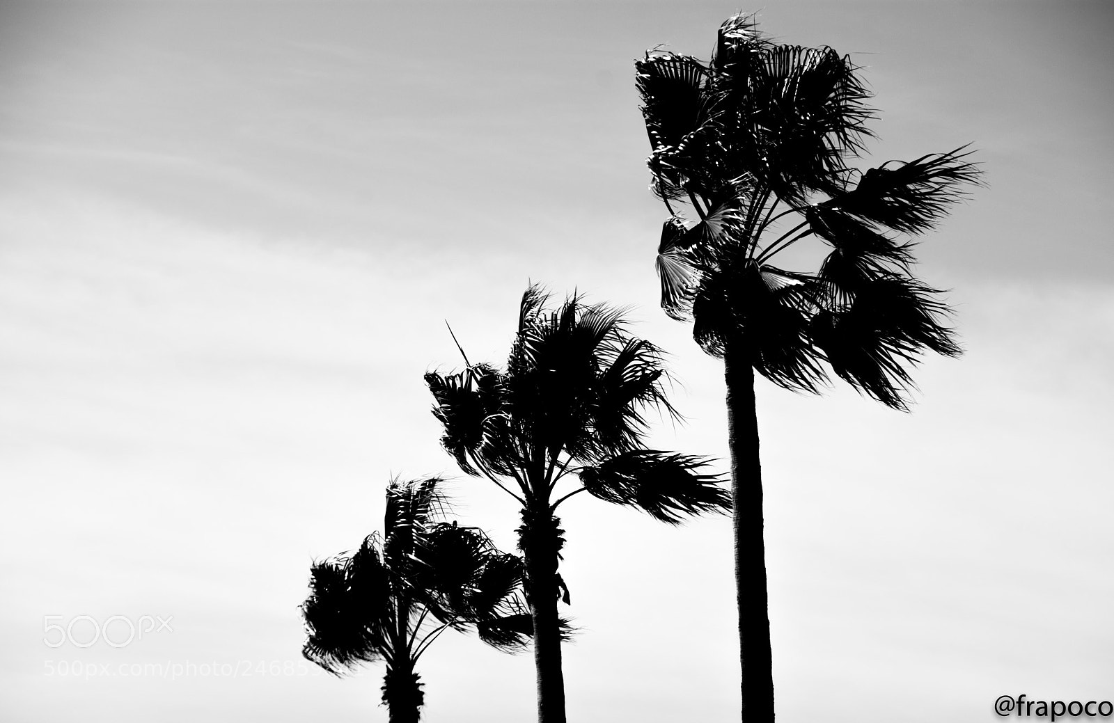 Nikon D7200 sample photo. Palm trees photography