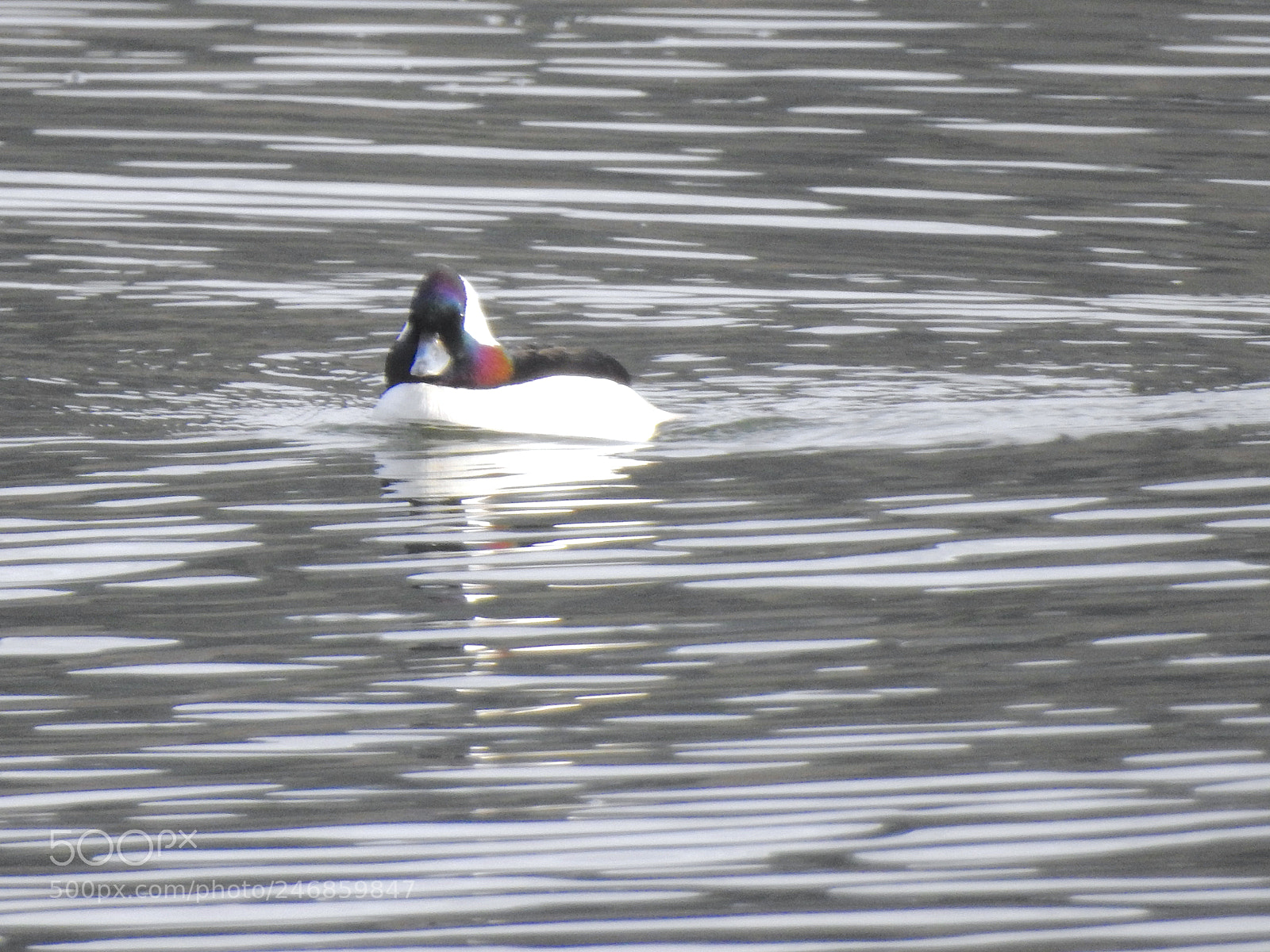 Nikon Coolpix P900 sample photo. Bufflehead photography