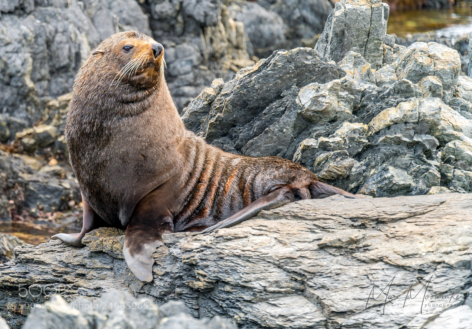 Sony a7R II sample photo. Fur seals resting on photography