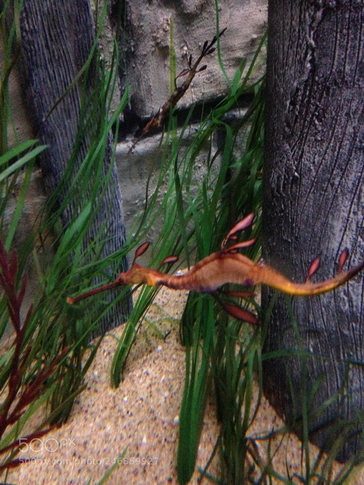 Apple iPhone 5c sample photo. Sea horse photography