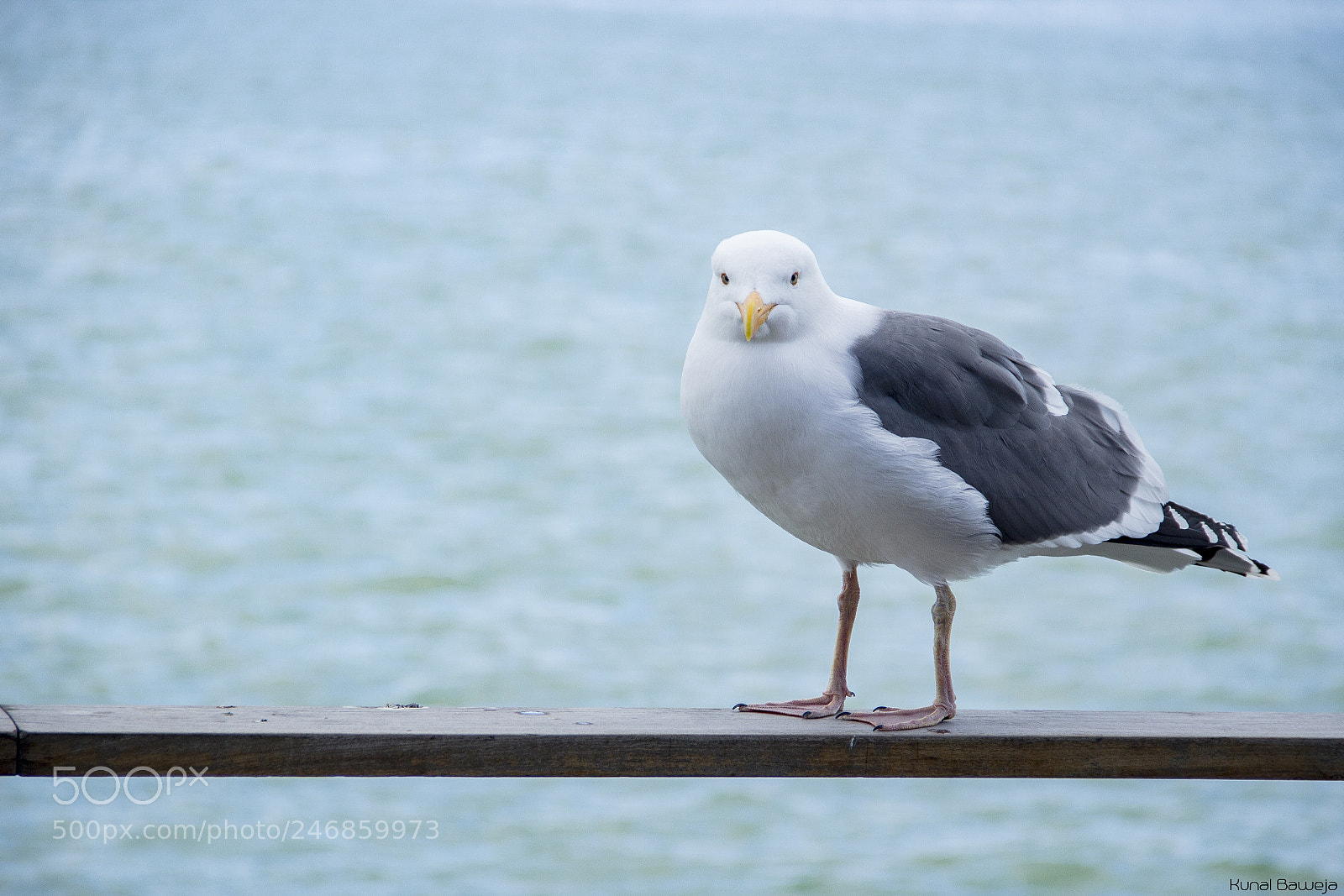 Canon EOS 600D (Rebel EOS T3i / EOS Kiss X5) sample photo. Seagull photography