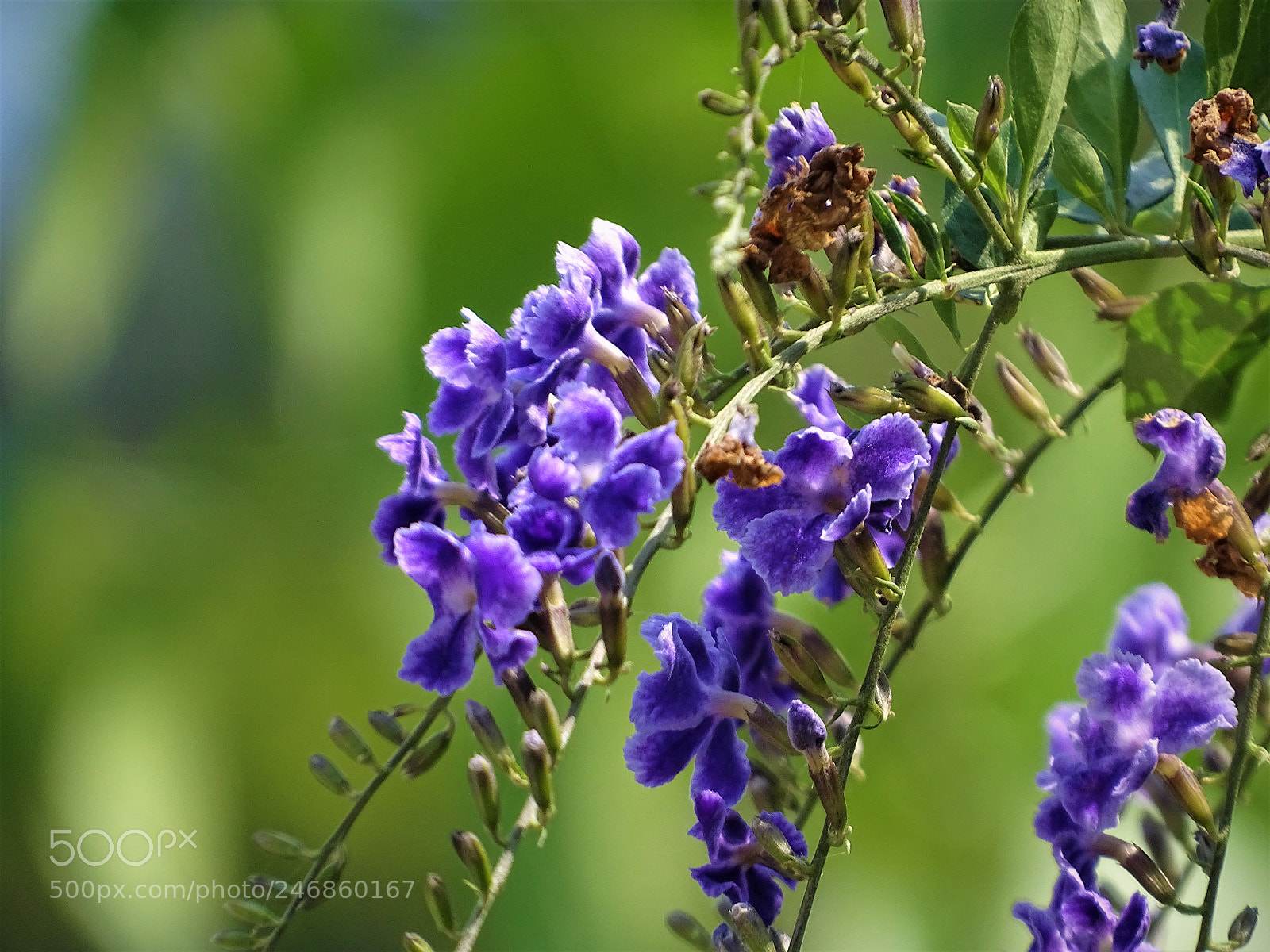 Sony Cyber-shot DSC-HX400V sample photo. Skyflower photography