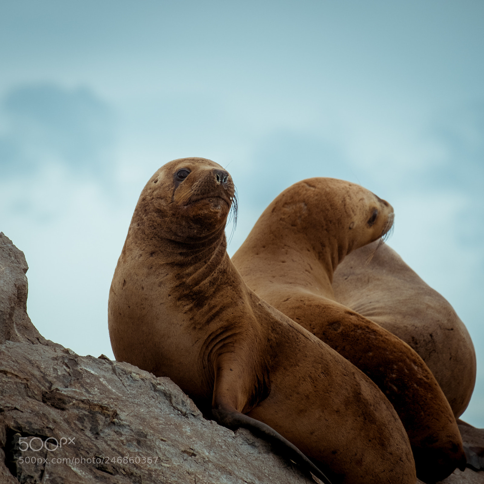 Fujifilm X-T10 sample photo. The posing seal photography