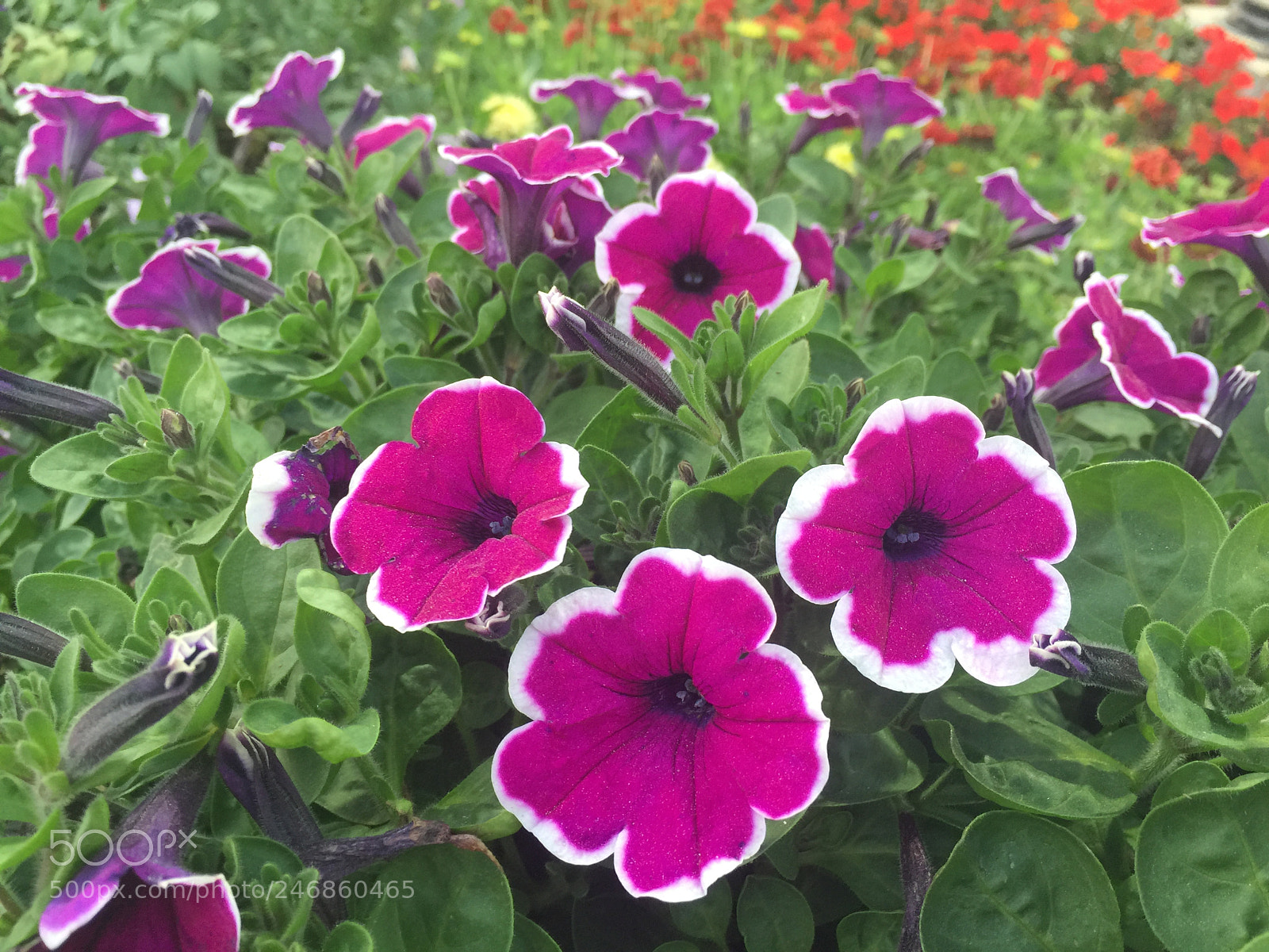 Apple iPhone 6 Plus sample photo. Untitled photography