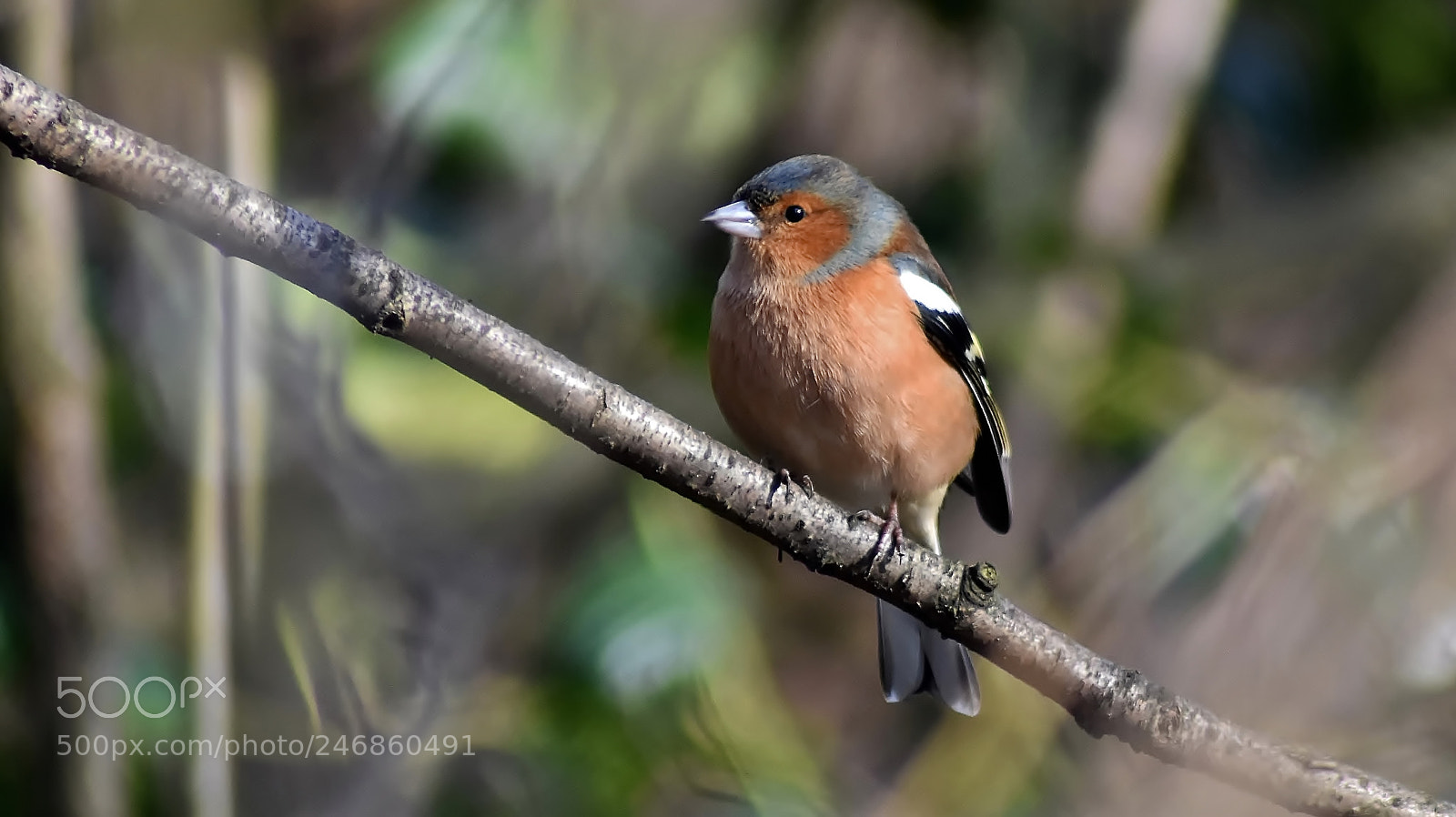 Nikon D3400 sample photo. Back for spring... photography