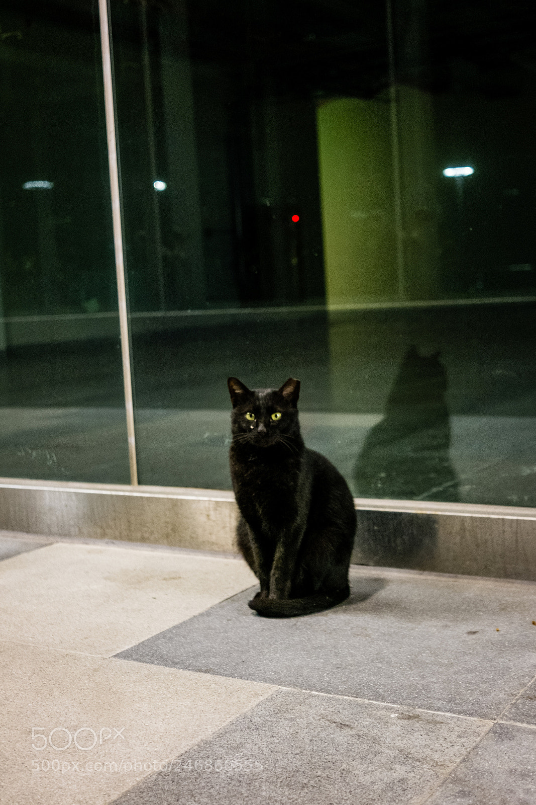 Fujifilm X-M1 sample photo. 黑貓 photography