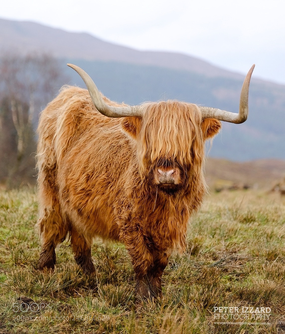 Fujifilm X-T1 sample photo. Highlander photography