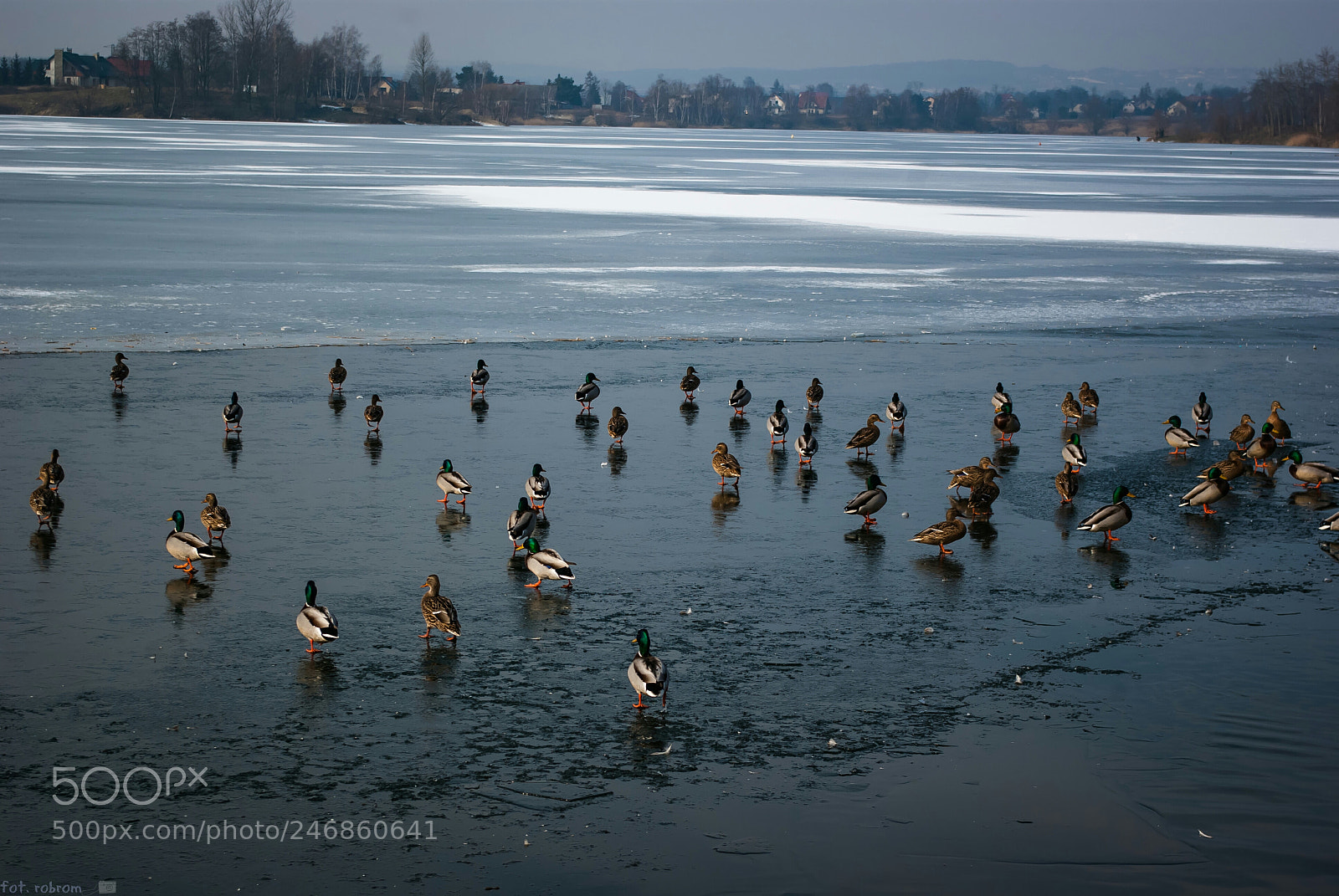 Pentax K10D sample photo. Ducks photography