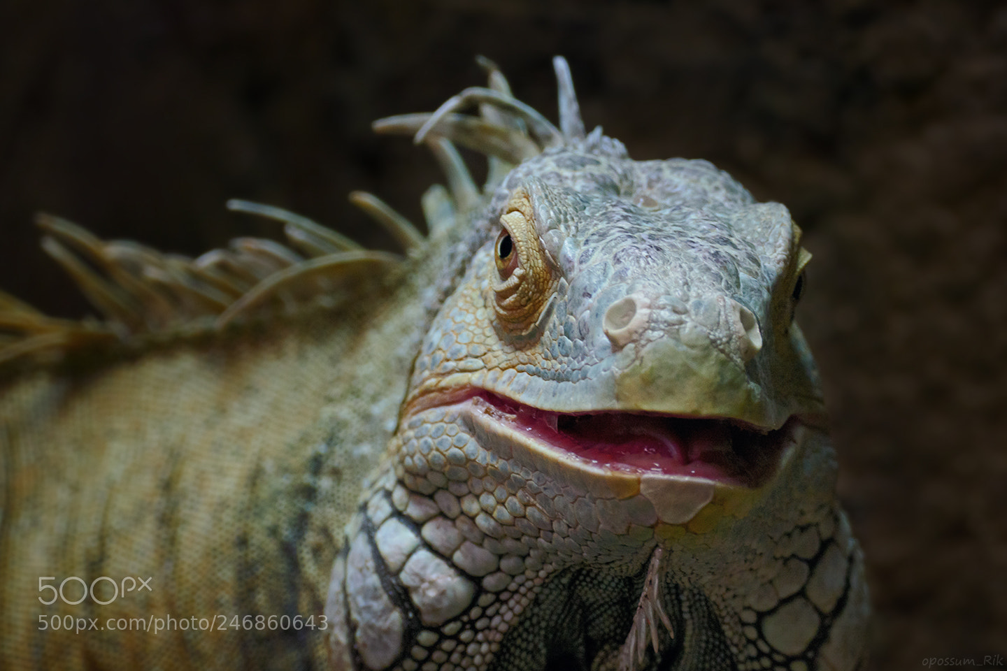 Panasonic Lumix DMC-FZ1000 sample photo. Green iguana photography