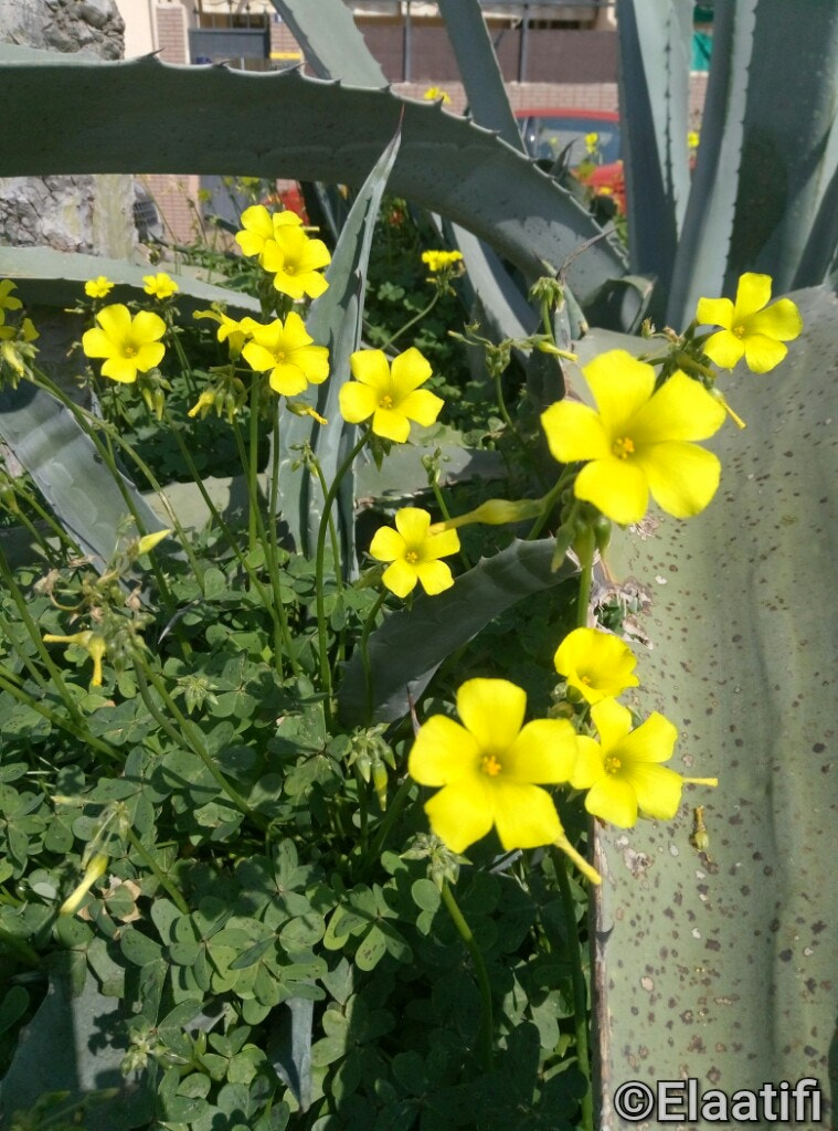 Meizu M3s sample photo. Oxalis pes-caprae, vinagre photography