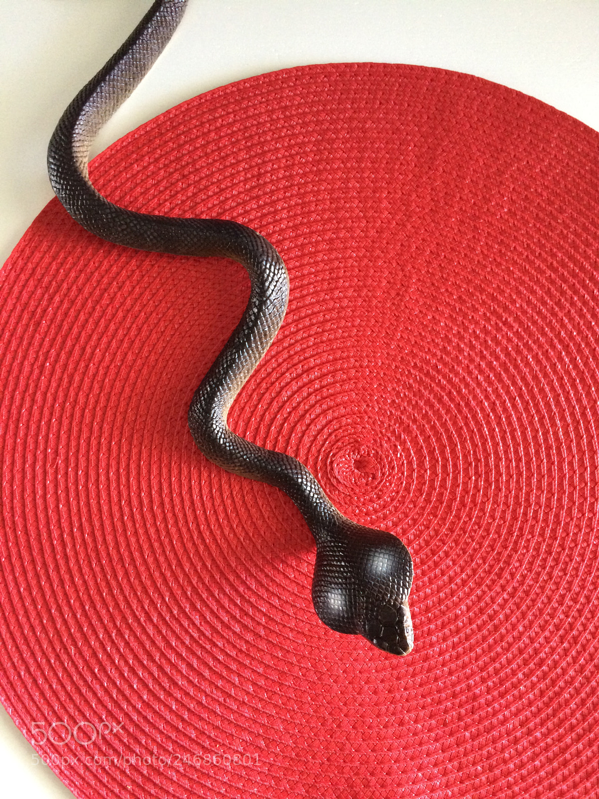 Apple iPhone 5s sample photo. Day 51 of an photography