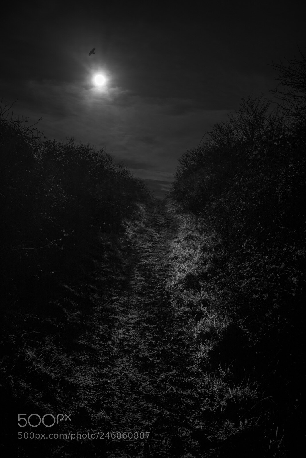 Sony a7 II sample photo. The path photography